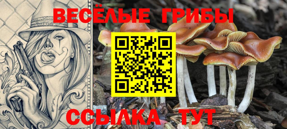 Димитровград  продажа наркотиков  Вход с VPN  Псилоцибиновые грибы Psilocybe 
