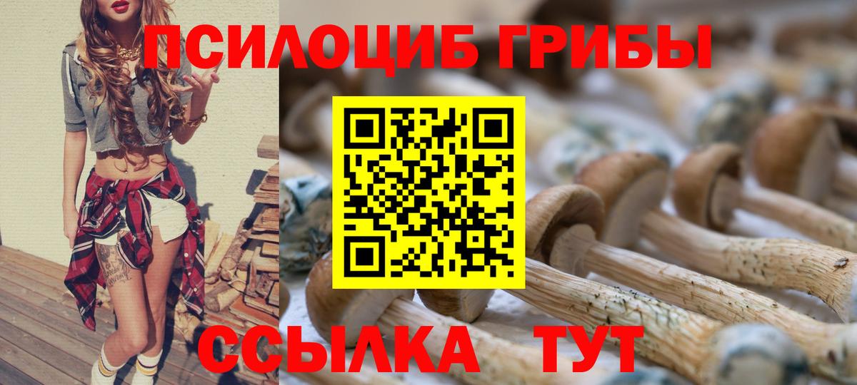 Галлюциногенные грибы Psilocybe Димитровград